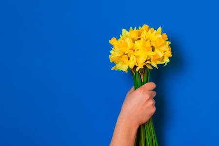 Female hand holds bouquet of yellow daffodil flowers on blue background. 8 march womens day concept.の写真素材