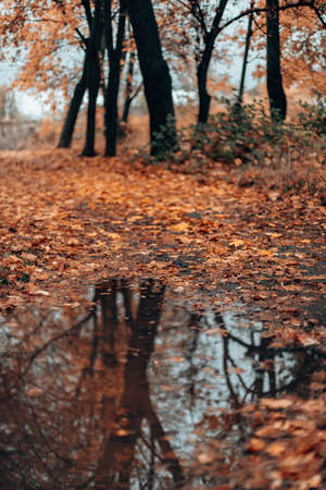 Beautiful autumn landscape with yellow trees and a mud puddle. Colorful foliage in the park. Autumn season conceptの写真素材