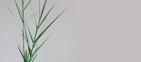 Tropical palm leaves plant on gray background. House plants. Copy space for text or design. Horizontal banner.の写真素材
