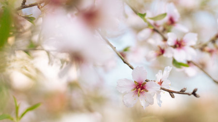 Spring white cherry blossoms tree in sunlight. Copy space for text. Horizontal banner. Soft...