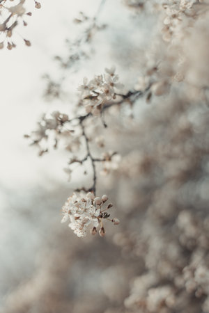 Creative spring nature scene with white blooming tree in sunlight. Abstract blurred background web...