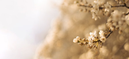 Beautiful soft spring background. Spring border or background art with beautiful cherry flowers in...