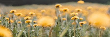 Spring green field with yellow dandelions on a sunny day. Long horizontal banner with copy spaceの写真素材
