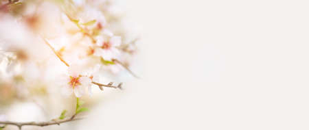 Closeup of blooming nature tree in spring on pastel bokeh background. Beautiful border banner. Abstract blurred background.の写真素材