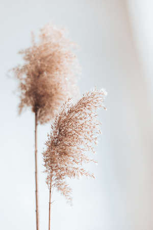 Dry pampas grass reeds on white background, place text copy space. Abstract natural background. New Trendy Home Decorの写真素材