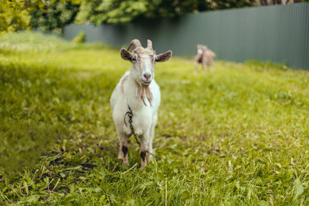 A white goat with large horns eats grass in a village meadow. Summer or spring.