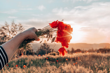 A female hand holds a bouquet of poppy flower on a background of meadows.の写真素材