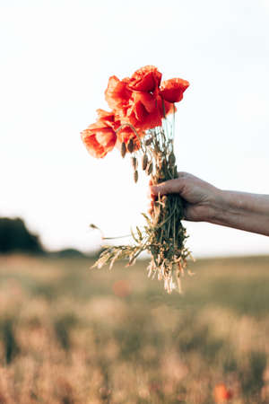 Female hands holding red poppies bouquet at sunset in the fieldの写真素材
