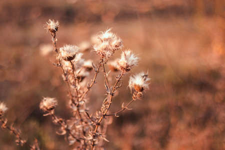 Abstract warm landscape of dry wildflower and grass meadow on warm golden hour sunset or sunrise time.の写真素材