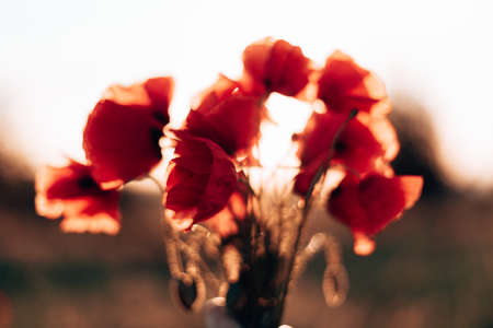 Red poppy flowers against the sky. Shallow depth of fieldの写真素材