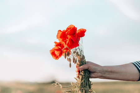 Close up of female hands holding red poppies bouquet at sunset in the fieldの写真素材
