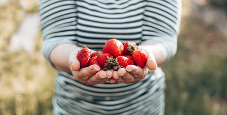 Female hands with a ripe strawberries. Healthy rural organic harvest in the garden. Woman hands holding ripe juicy strawberries.の写真素材