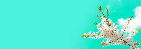 Beautiful floral spring abstract background of nature.の写真素材