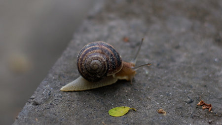 A grape snail is slowly crawling on a concrete floor in a park