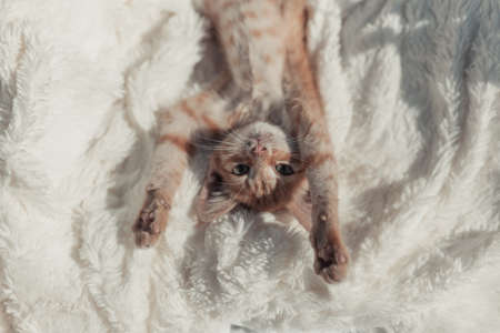 Sleeping fluffy ginger cat. Sleepy tomcat on white soft bedspread. Cozy home background with funny pet.の写真素材