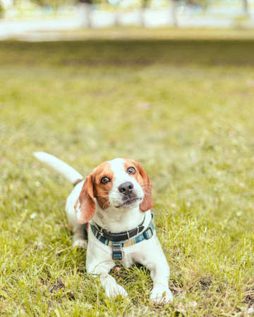 Happy puppy dog smiling to the camera on the grass in summer timeの写真素材