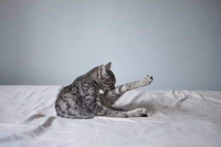 Cute grey tabby adult cat lies on the bed and licks its paws for cleaning.の写真素材