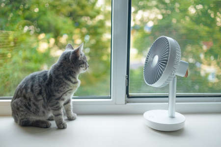 Cute fluffy cat enjoying air flow from fan on the windowsill on a hot summer dayの写真素材