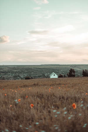 Small farm house white in a beautiful poppy field in summer. Beautiful panoramic landscape for background. Red poppy field in countryside.の写真素材