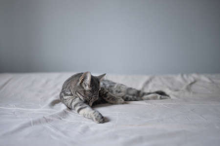 Beautiful fluffy cat in the bedroom and washes his tongue with his tongue, cleans his paws on the bed at homeの写真素材
