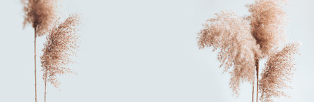 Pampas grass in a glass vase near grey wall. Trendy home decor. Abstract natural background, place text copy space.の写真素材