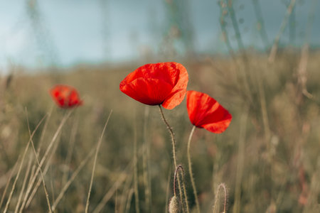 Beautiful blooming poppy flowers in field on spring day, closeup. Holiday concept, congratulationsの写真素材
