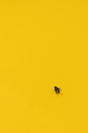 Dirty Common housefly on yellow background with copy spaceの写真素材