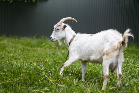 White goat with horns grazing in a meadow. Side view