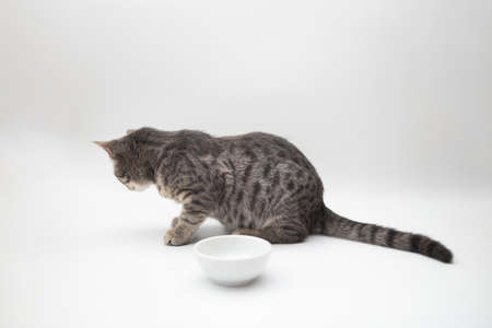 Beautiful lovely grey tabby shorthair cat eating food from a bowl at home. Pets care concept.の写真素材