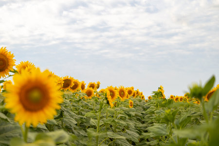 Bright yellow sunflowers growing in the field and sun rays through the eco plant in summer, nature summer landscape, close upの写真素材