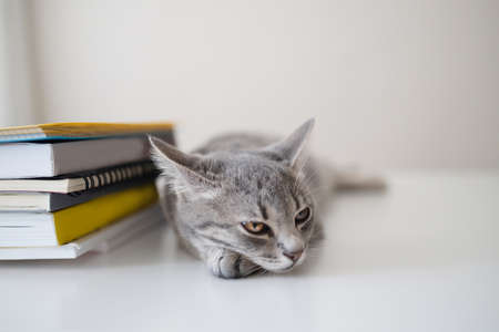 Adorable tabby kitten lies on a white table and rests. A stack of books on the table. Back to school and business educationの写真素材
