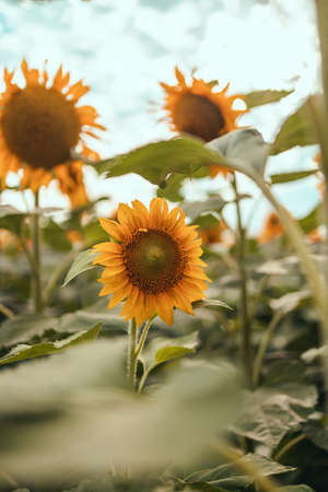 Sunflower cultivation blooming at sunrise. Agricultural rural background.の写真素材