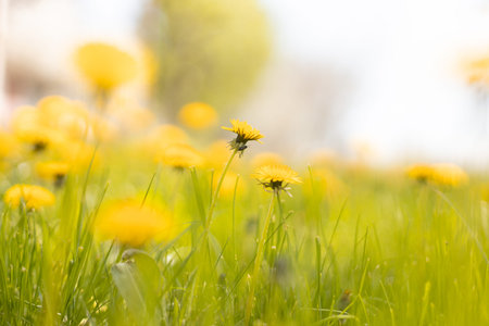 Green field with yellow dandelions. Nature floral background in early summer. Romantic landscape...