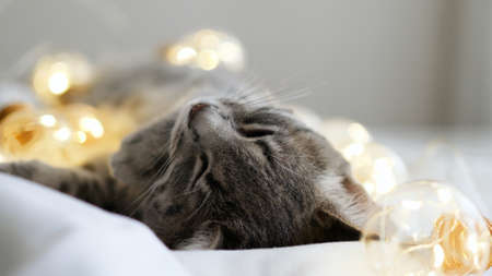 Beautiful grey cat lying and enjoys in comfortable bed on a blanket. Bright garland lights holiday decorの写真素材