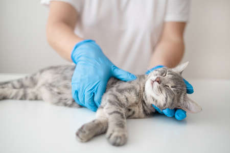 Veterinarian doctor in blue medical rubber gloves holds a little cute kitten in the clinic. Examination, vaccination, treatment of petsの写真素材