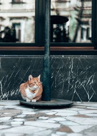 Tabby ginger adult cat with yellow collar sits on the street and looks around in a street cafeの写真素材