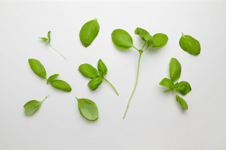Fresh green basil plants set isolated on white background. Top view. Flat lay
