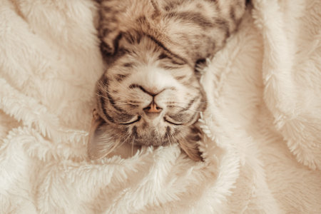Cute little grey kitten sleeps on a sofa under white soft blanket