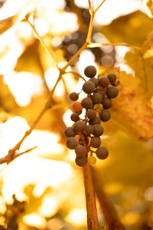 Bunches of grapes in the rows of vineyard at sunset