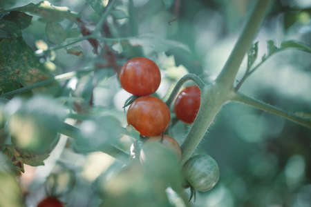 Organic fresh tomato plant, red and green tomatoes in a greenhouse in summer.の写真素材