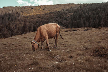 Happy cow eating grass in the meadow during summer sunsetの写真素材