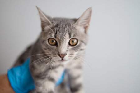 Domestic gray fluffy kitten in a hands of veterinarian on a light background in the clinic
