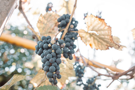 Harvest. Blue grapes in a vineyard at sunset