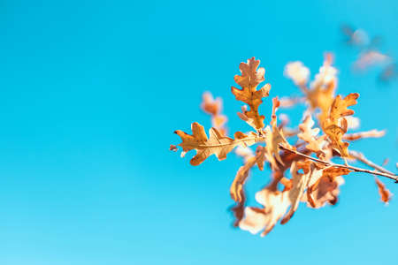 Beautiful autumn landscape with colorful foliage on blue sky. Colorful background, fall backdropの写真素材