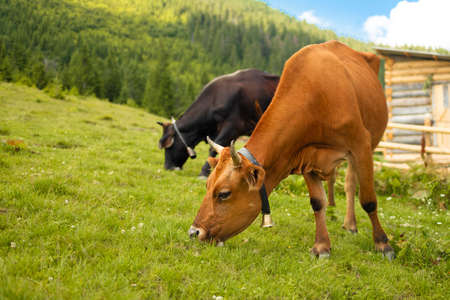 Brown and black cows with a bell on her neck grazes on a meadow in a summer gardenの写真素材
