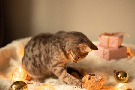 Adorable cat lying on cozy bed with christmas golden lights bokeh and gift boxes. Cute kitten relaxing and playing with gold ball toy. Winter holidays.の写真素材