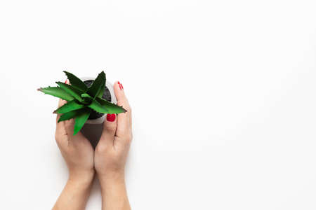 Top view of female hands holding green cactus plant in concrete pot on a white background c copy with copy spaceの写真素材