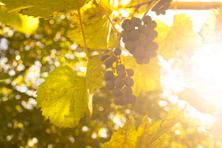 Ripe red wine grapes in the vineyard during sunrise.の写真素材