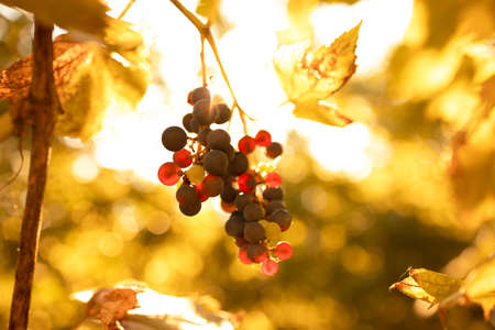 Sunlight shining through blue bunches of grapes in a vineyard in the natureの写真素材