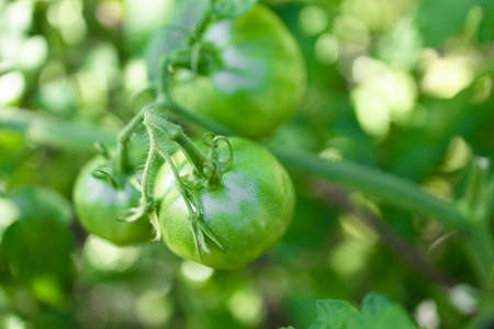 Branch of big green tomato on the bush plantの写真素材